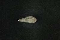 藏品(結節蜷)的圖片